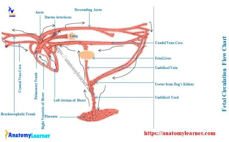 Fetal Circulation Flow Chart With Explanation Anatomylearner The