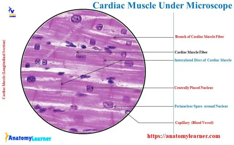 Cardiac Muscle Under Microscope With Labeled Diagram Anatomylearner