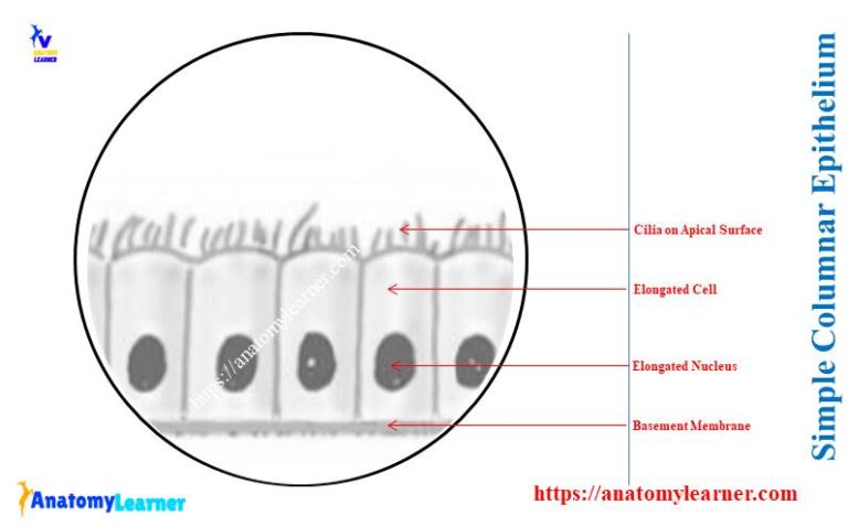 Simple Columnar Epithelium Under A Microscope With Labeled Diagram