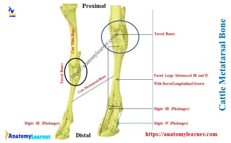 Cow Metatarsal Bone How Many Metatarsals Does A Cow Have