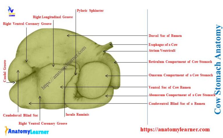 Cow Stomach Anatomy Rumen Reticulum Omasum And Abomasum