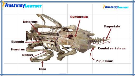 Avian osteology