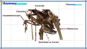 Avian Osteology – 9+ Amazing Facts You Should Know » AnatomyLearner ...