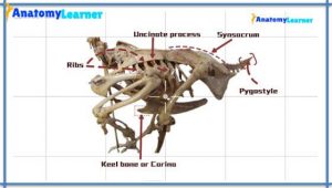 Avian Osteology – 9+ Amazing Facts You Should Know » AnatomyLearner ...