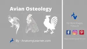 Avian Osteology – 9+ Amazing Facts You Should Know » AnatomyLearner ...
