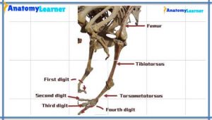 Avian Osteology – 9+ Amazing Facts You Should Know » AnatomyLearner ...