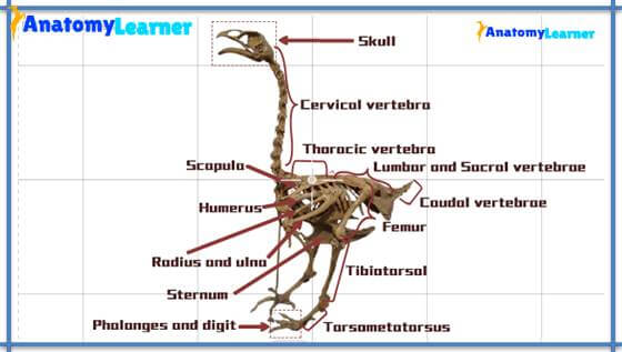 Avian osteology
