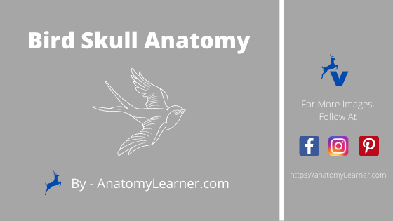 Bird Skull Anatomy