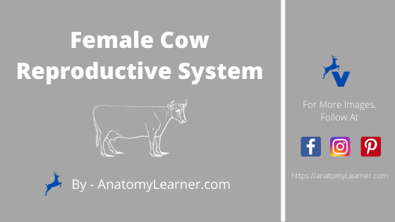 Female cow reproductive system