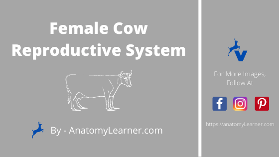 female cow reproductive system