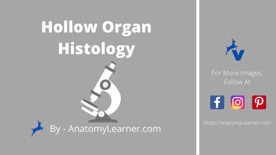 Hollow organ histology
