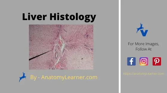 Liver Histology