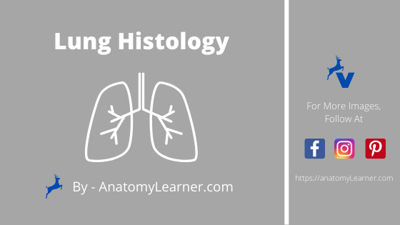 Lung histology