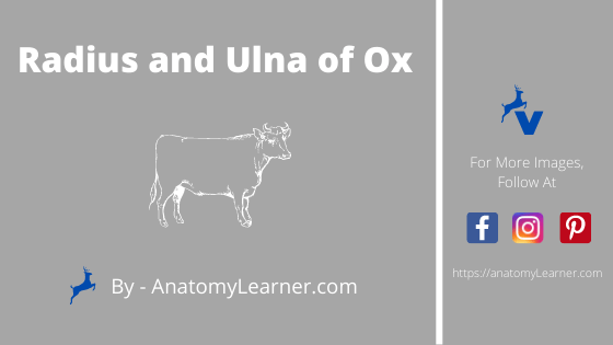 Radius and ulna of ox
