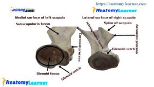 Scapula of Ox – The Ultimate Guide to Learn Scapular Anatomy of Animal ...