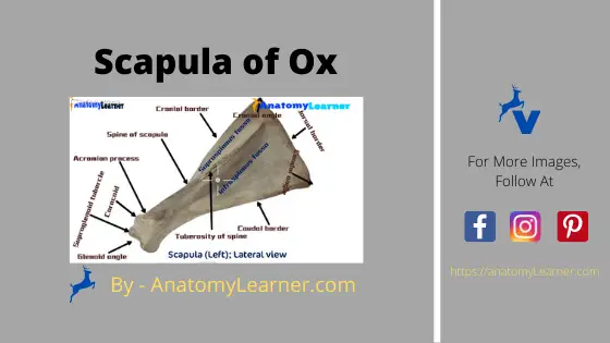 Scapula of ox