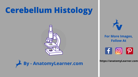 Cerebellum histology