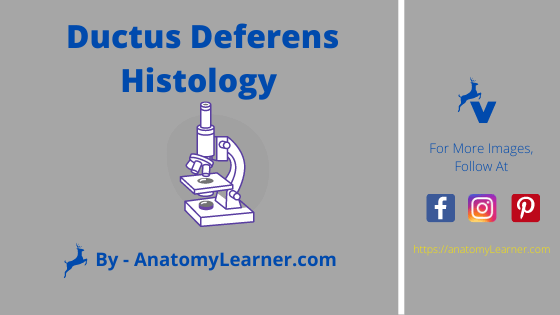Ductus deferens histology