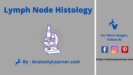 Lymph node histology