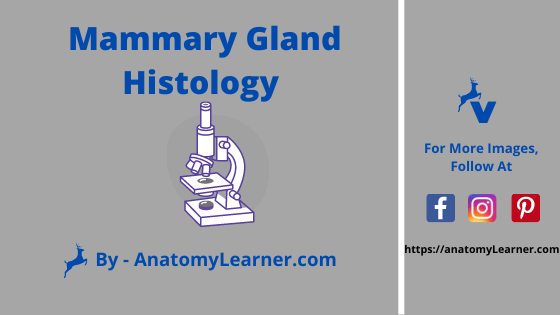 Mammary gland histology