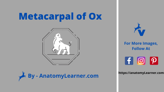 Metacarpal bone of ox