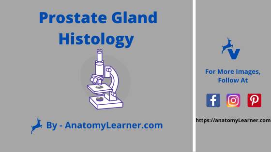 Prostate histology