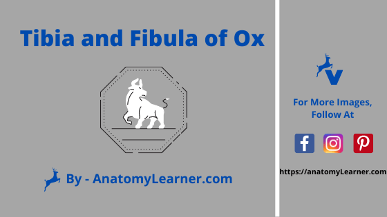 Tibia and fibula of ox
