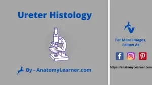 Ureter histology