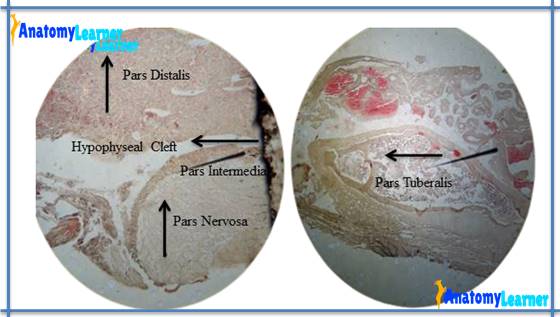 Pituitary gland histology