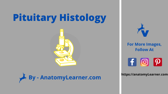 Pituitary gland histology