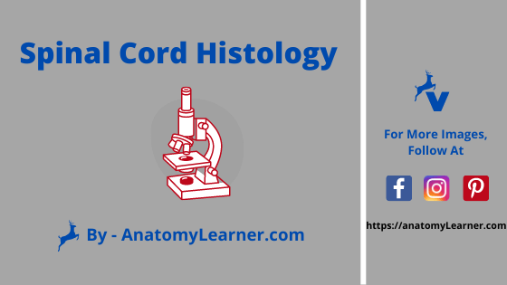 Spinal cord histology