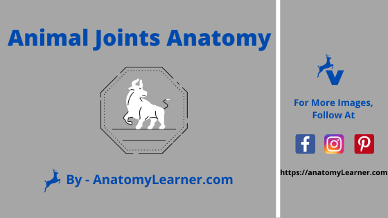 Animal joints anatomy