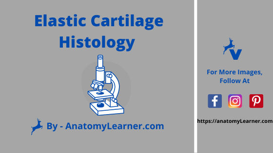 elastic cartilage histology