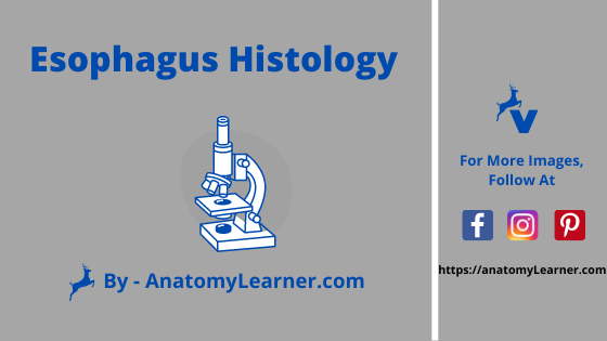 Esophagus histology