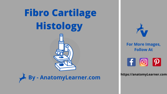 Fibro cartilage histology