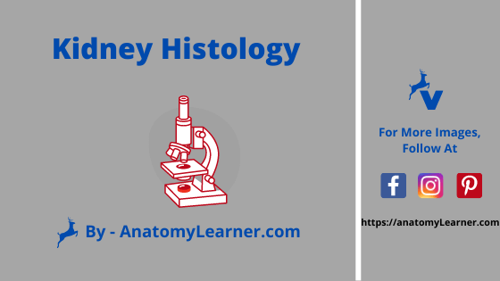 Kidney histology