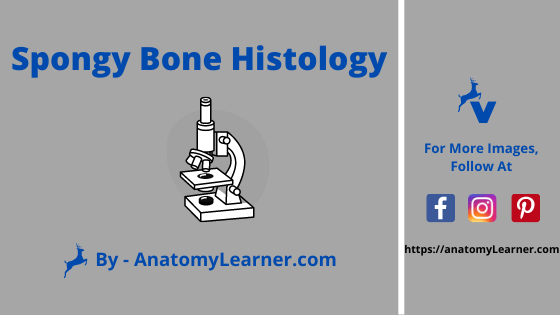 Spongy bone histology