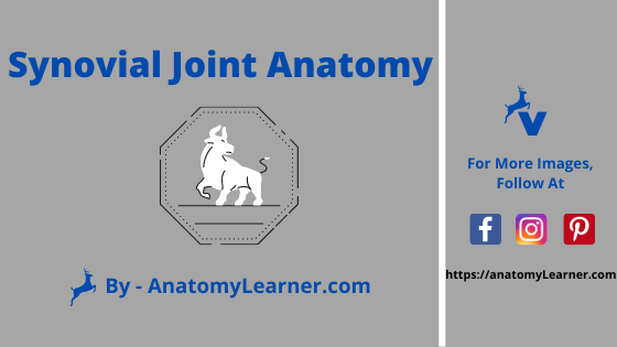 Synovial joint anatomy in animal