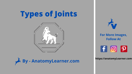 Types of joints in animals