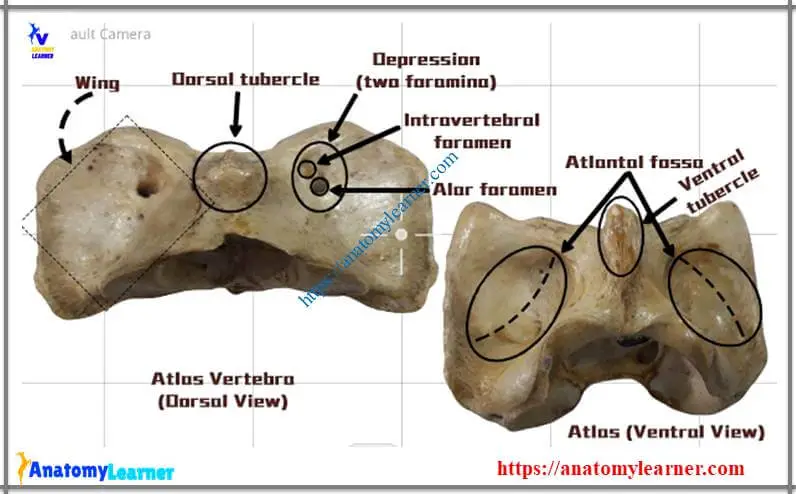Animal atlas vertebrae identification