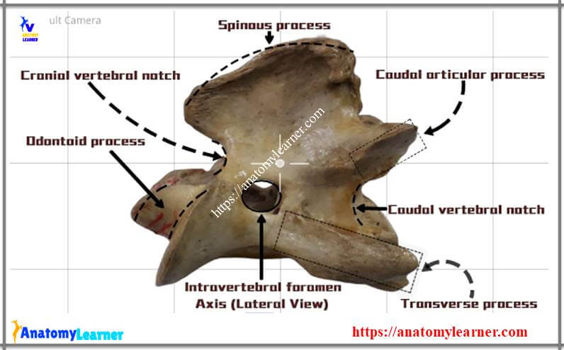 Animal axis vertebrae