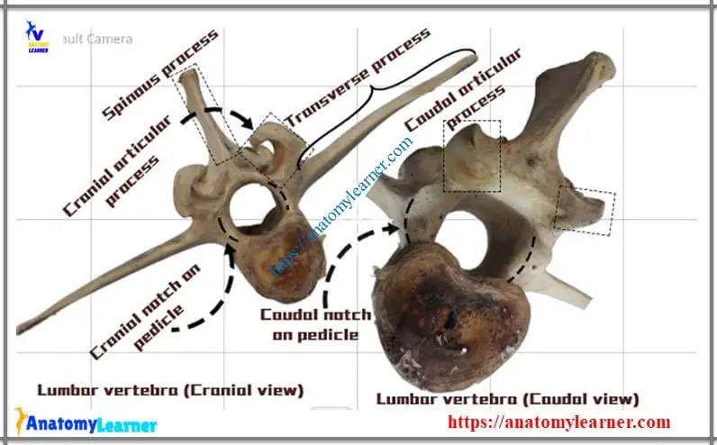 Animal vertebrae identification