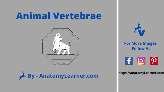 Animal vertebrae