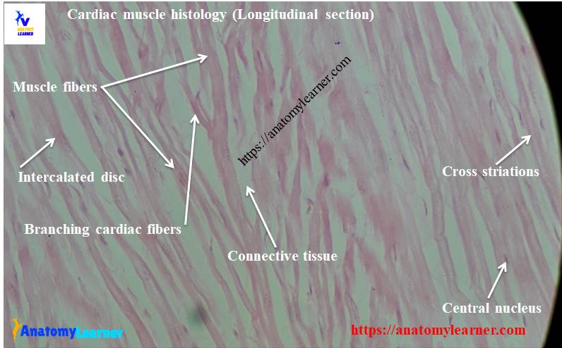 cardiac muscle histology slide