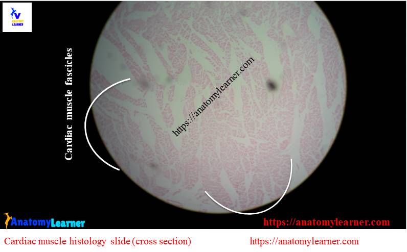 cross section of cardiac muscle