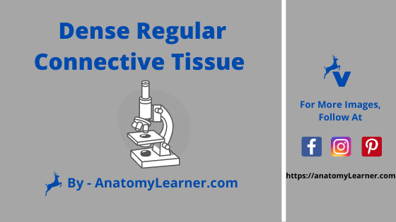 dense regular connective tissue picture