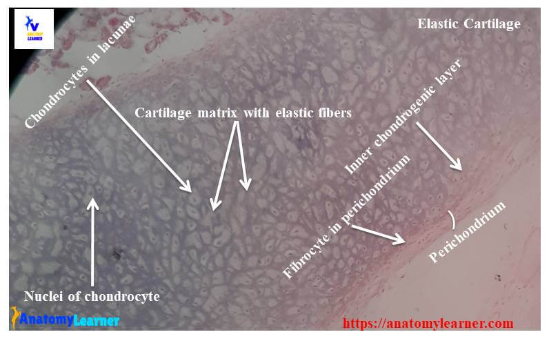 Elastic cartilage histology slide