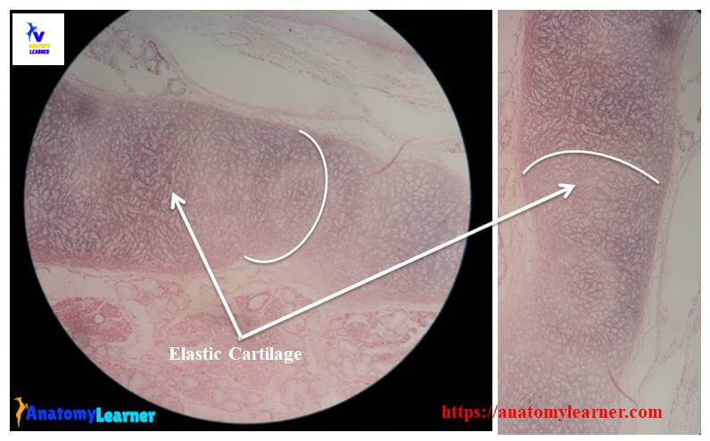 Elastic cartilage histology