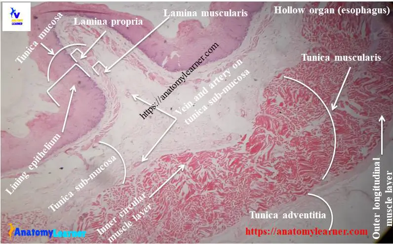 Hollow organ histology slide