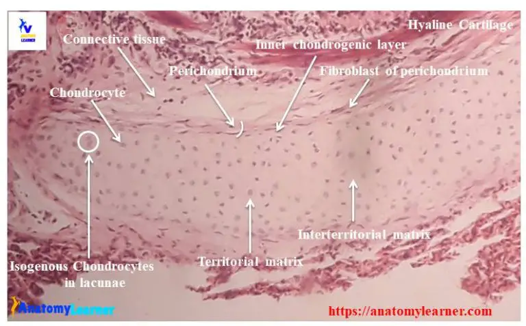 Hyaline Cartilage Histology - Description of Cells, Matrix and Slide ...